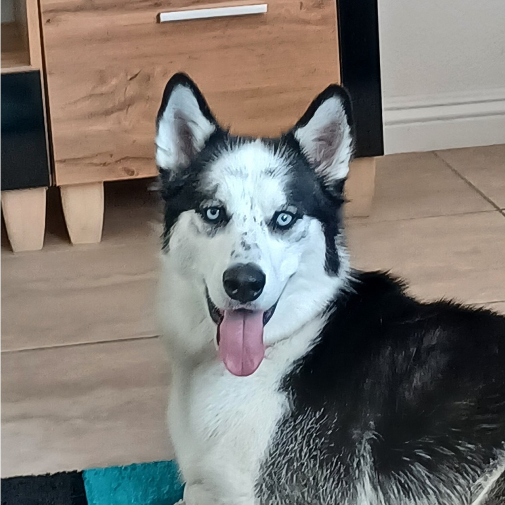 Meet your Posher, Daysi